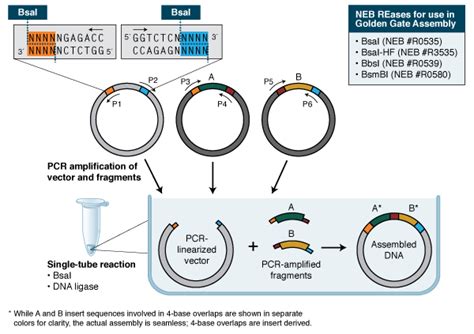neb restriction enzymes|Restriction Endonucleases .